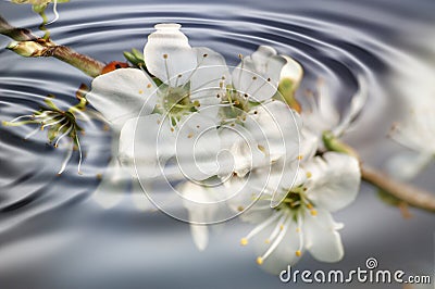 Apple blossoms and ripples Stock Photo