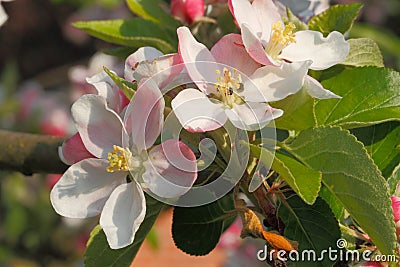 Apple blossoms Stock Photo