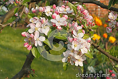 Apple blossoms Stock Photo