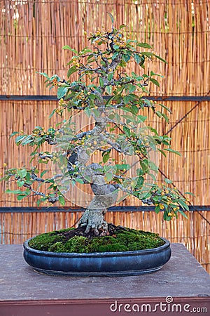 Apple bonsai tree at Nagoya Castle Bonsai Show. Nagoya. Japan Editorial Stock Photo