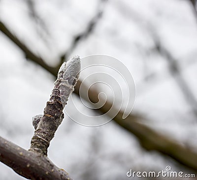 Apple bourgeon during stripping Stock Photo