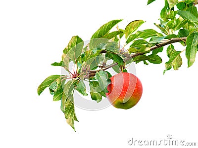 Apple on branch Stock Photo