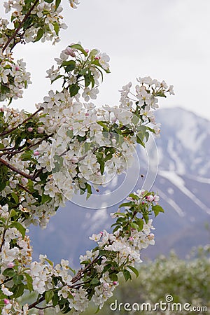 Apple branch with flower Stock Photo