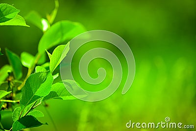 Apple branch with leafs Stock Photo