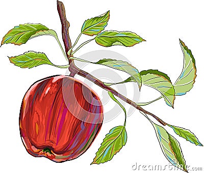 Apple on a branch with leaves Vector Illustration