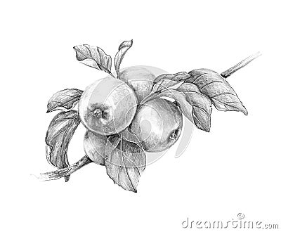 Apple Branch Pencil Drawing Stock Photo