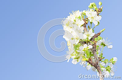 Apple branch spring blossom Stock Photo