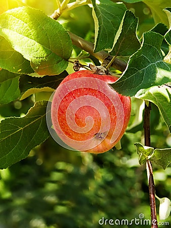 Apple branch tree Stock Photo