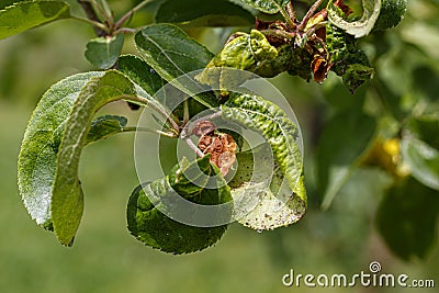 Apple Branch With Wrinkled Leaves Affected by Disease - White Fruit Lice Stock Photo