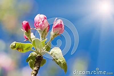 Apple bud in spring Stock Photo