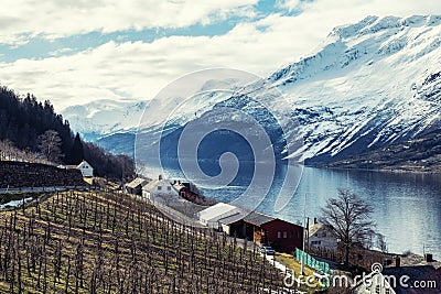 Apple cider farm in Sorfjorden, Norway Stock Photo