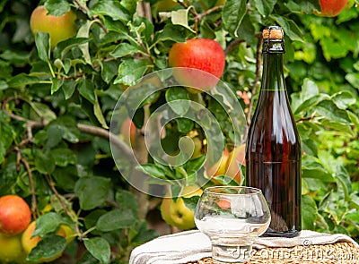 Apple cider from Normandy, France and green apple tree with ripe red fruits on background Stock Photo