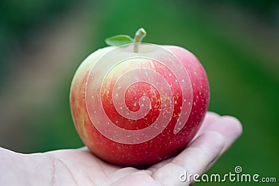 Apple Stock Photo