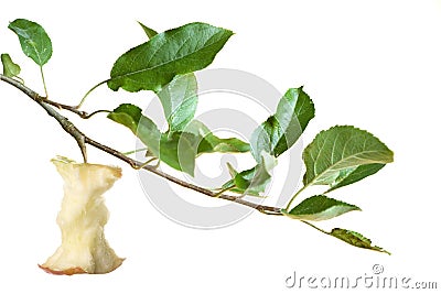 Apple core on a branch Stock Photo