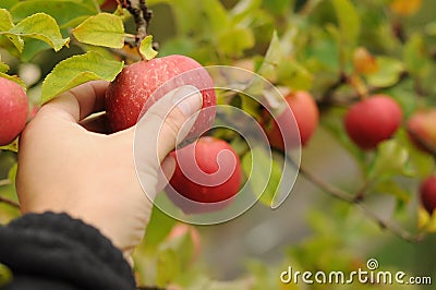 Apple crop Stock Photo