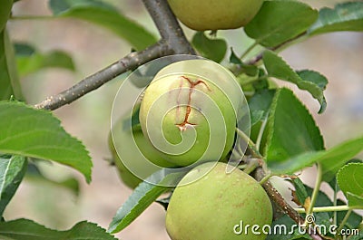 Apple damaged by hail storm Stock Photo