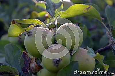 Apple damaged by hail storm Stock Photo