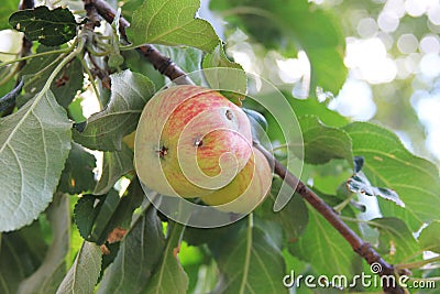 Apple damaged by a worm on a branch of an apple-tree Stock Photo