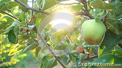 Apple fa il giardinaggio alla luce del sole Apple fa il giardinaggio alla luce del sole