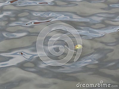 Apple floating in the river Zaan near the Zaanse Schans Stock Photo