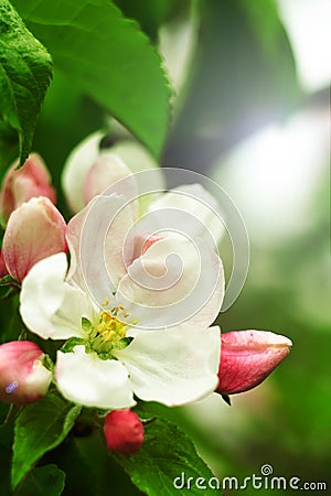 Apple flower Stock Photo