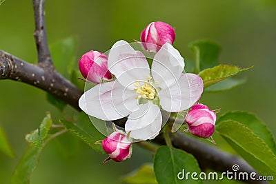 Apple flower Stock Photo