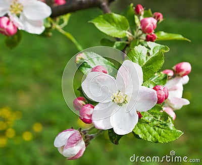 Apple flower Stock Photo