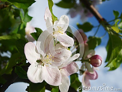 Apple flower Stock Photo