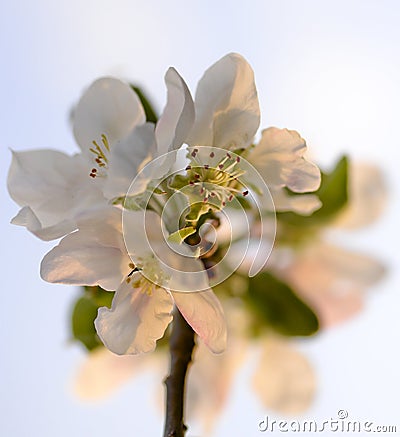 Apple flower Stock Photo