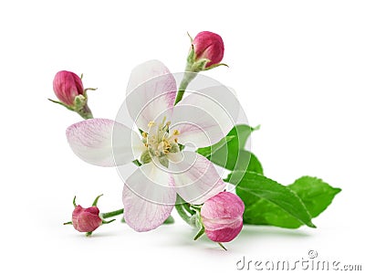 Apple Flower with buds Stock Photo