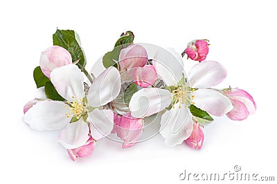 Apple flower with leaf Stock Photo