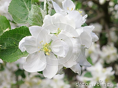 Apple flower - Spring Stock Photo Stock Photo