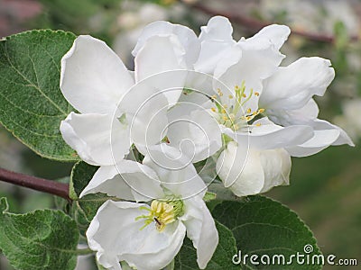 Apple flower - Spring Stock Photo Stock Photo