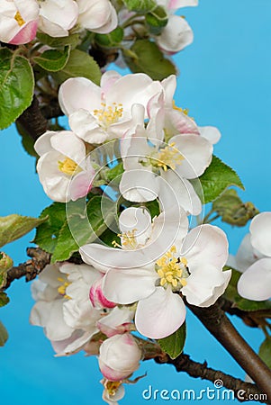 Apple Flowers Stock Photo