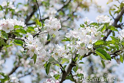 Apple flowers blossom in spring time with green leaves nature ba Stock Photo