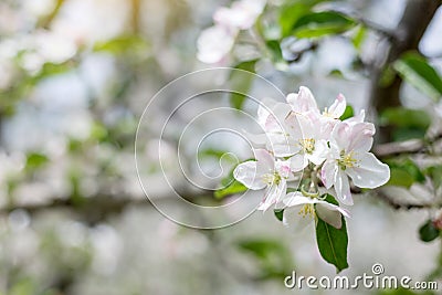 Apple flowers blossom in spring time with green leaves nature ba Stock Photo