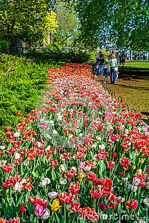 Apple flowers at Tulip Festival in downtown Ottawa, Ontario, Canada. Editorial Stock Photo