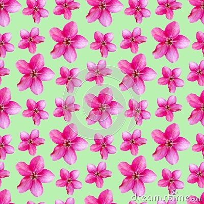 Apple flowers. Seamless pattern texture of flowers. Floral Stock Photo