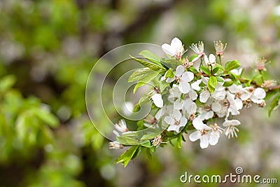 Apple flowers Stock Photo