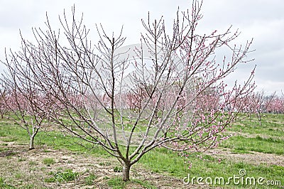 Apple Fruit Trees in an Orchard Stock Photo