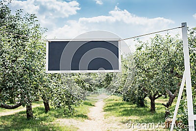 Apple garden green background. Summer and autumn sesonal. plate for text on rope. apple trees in rows. harvest Stock Photo