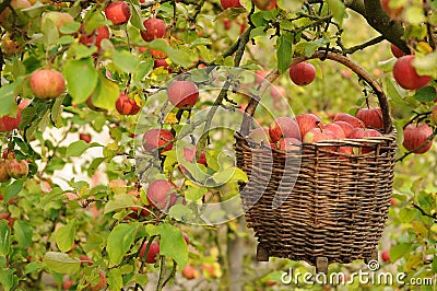 Apple harvest Stock Photo