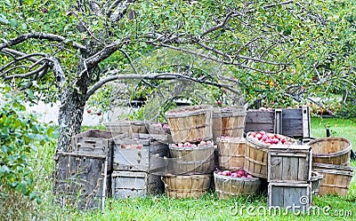 Apple harvest Stock Photo