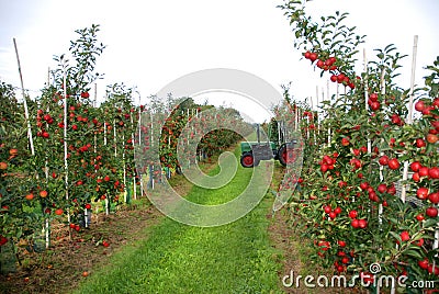 Apple harvest Stock Photo