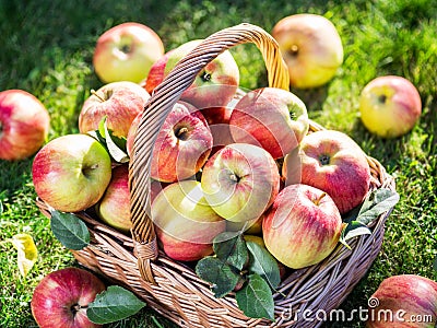 Apple harvest. Ripe red apples in the basket on the green grass. Stock Photo