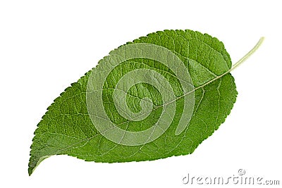 Apple leaf on white Stock Photo