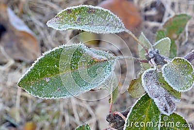 Apple Leaf Frost 02 Stock Photo