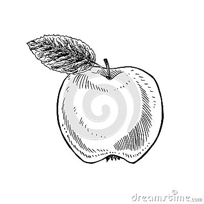 Apple with leaf, hand drawn gravure style, vector sketch illustration Vector Illustration