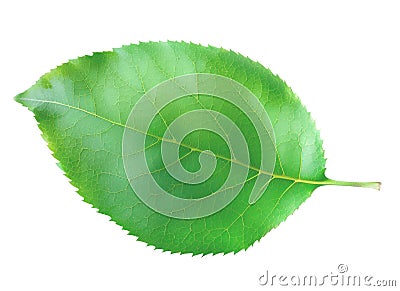 Apple leaf Stock Photo