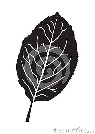 Apple leaf Vector Illustration